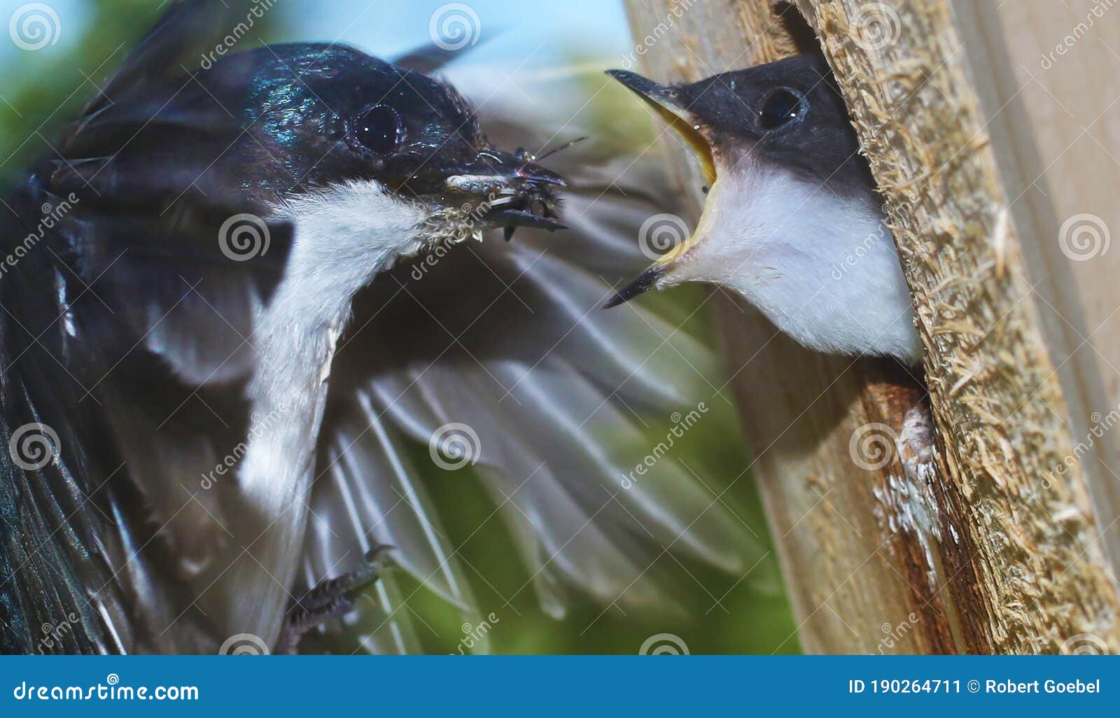 A Tree Swallow Adult Feeds an Insect To a Baby Bird Stock Image picture