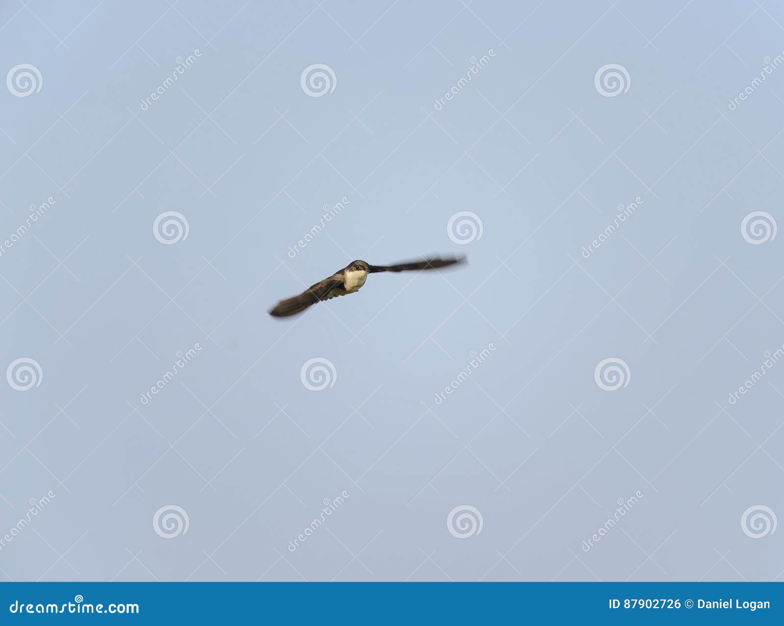 Tree Swallow Eye Contact Motion Blur Stock Photo Image of motion