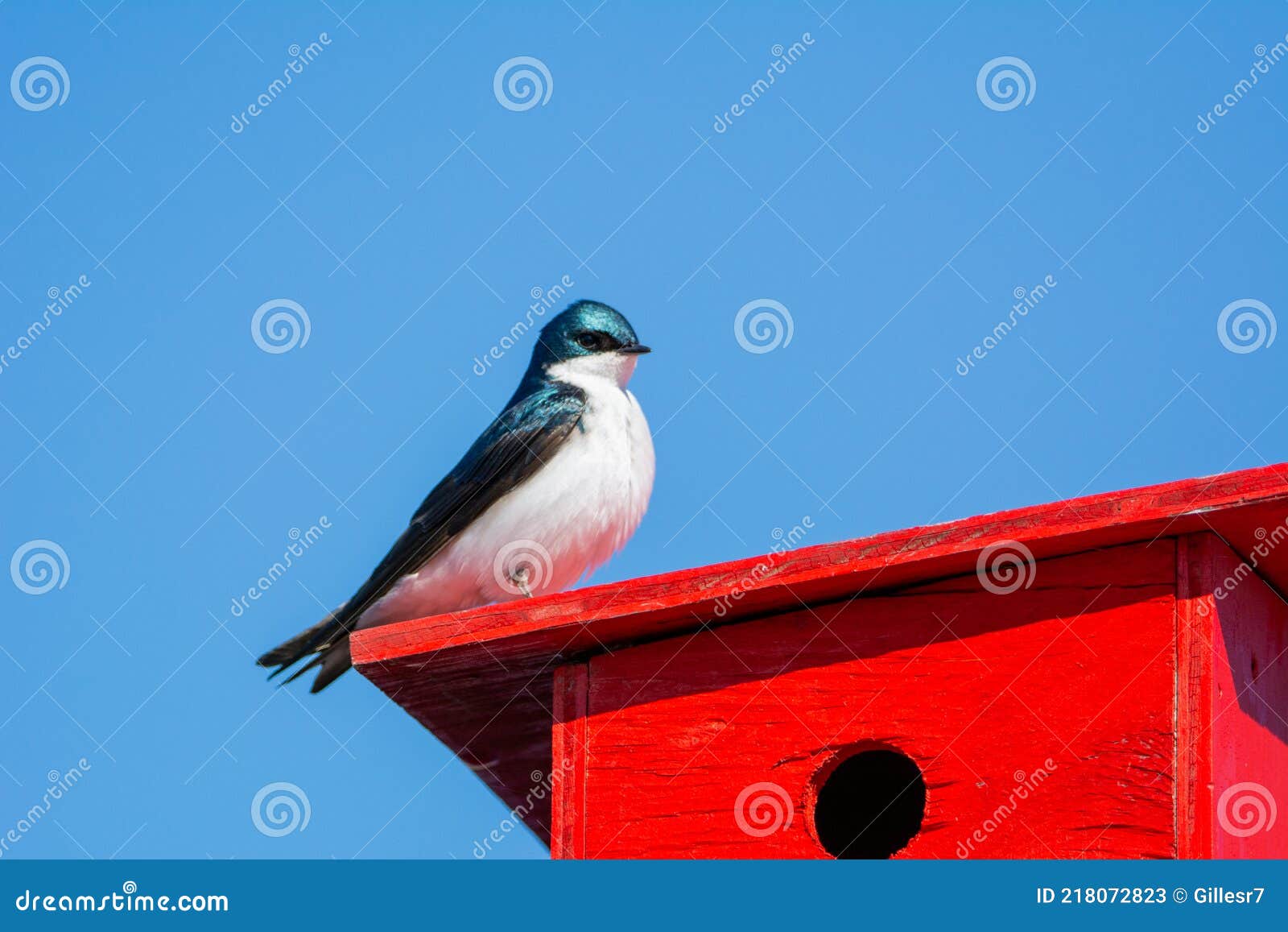 Tree Swallow Looking Around Over Her House Stock Image Image of beak