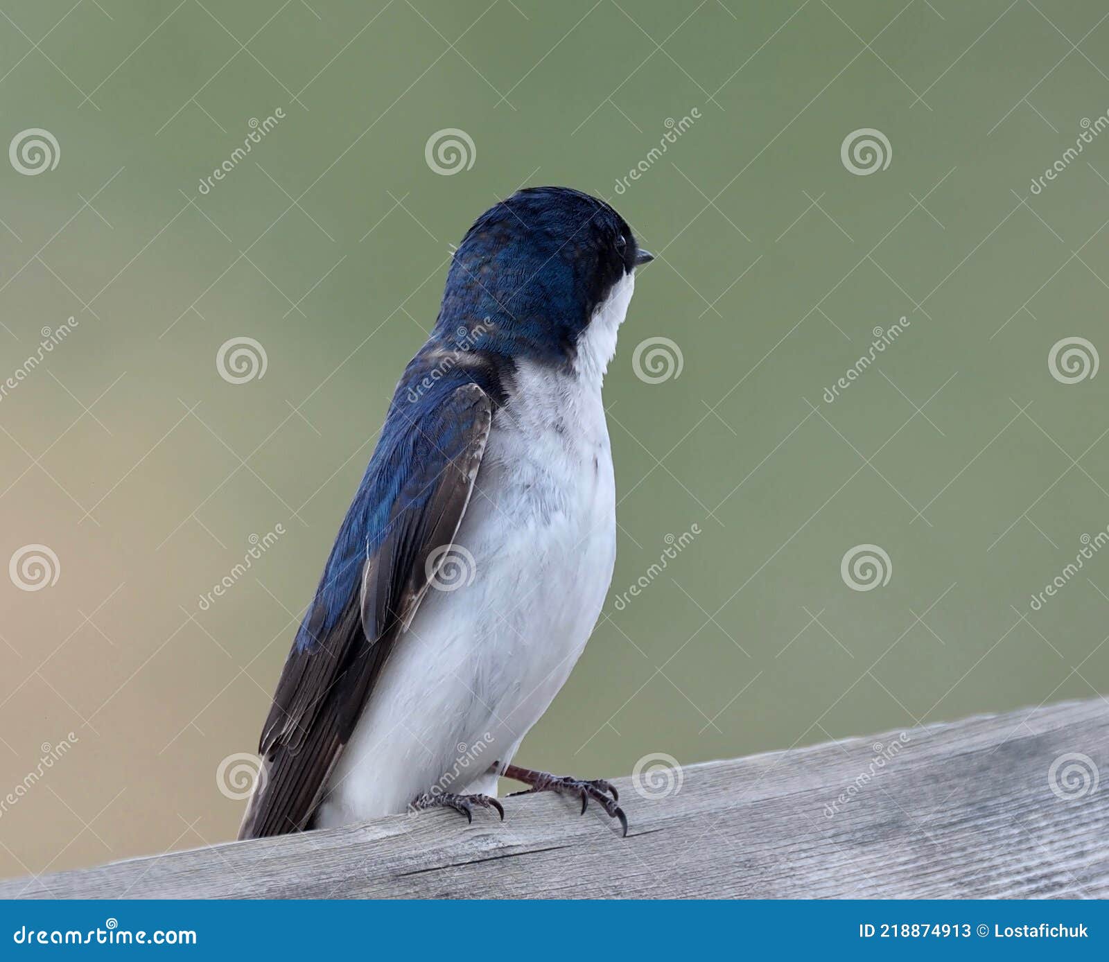 tree swallow or tachycineta bicolor in spring