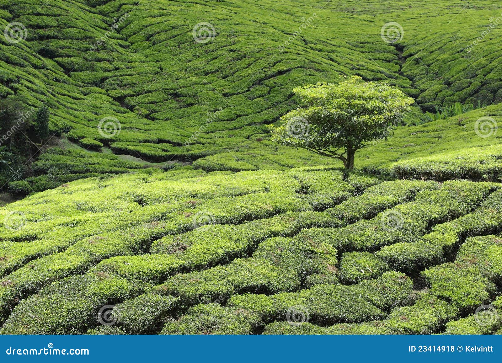 tree at tea plantation