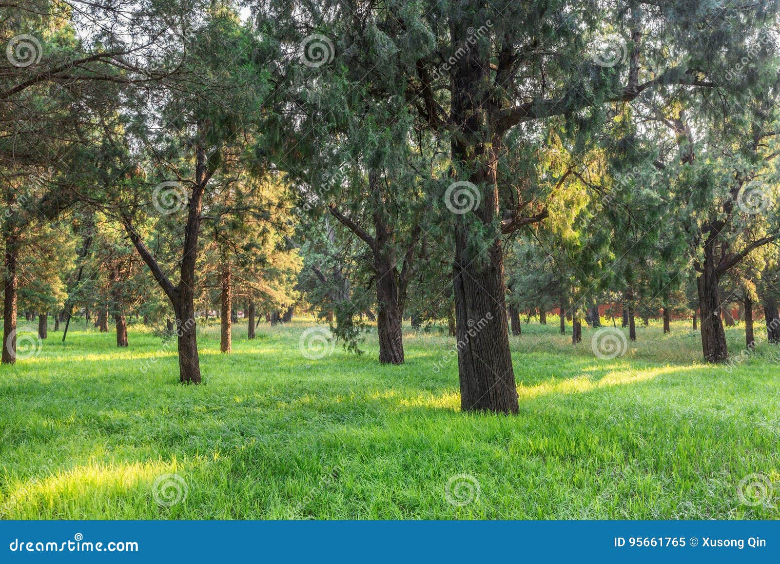 The Tree, the Temple of the Heavens Stock Image - Image of heaven ...