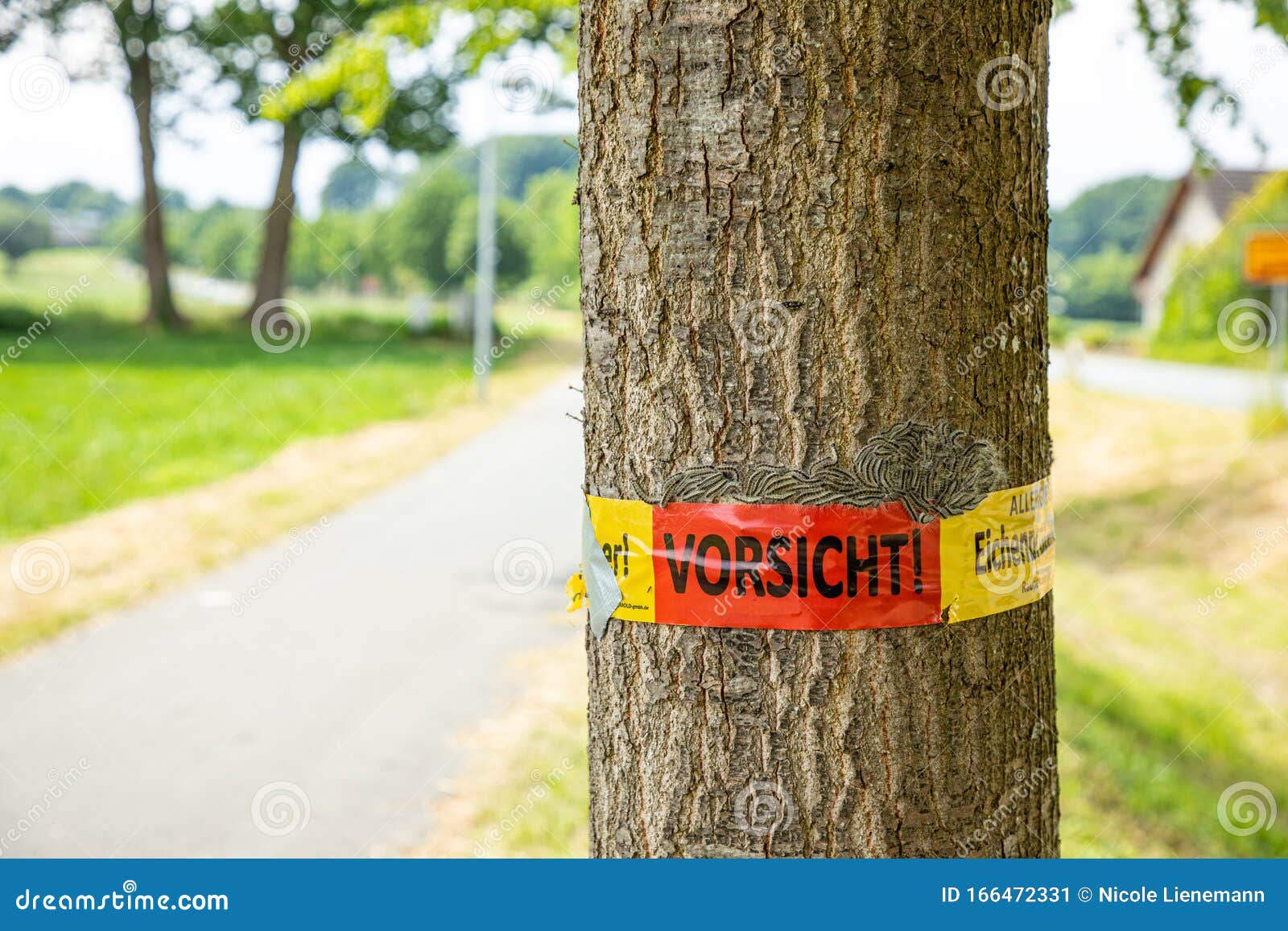 tree with text vorsicht allergiegefahr durch eichenprozessionsspinner raupen und nester nicht berÃÂ¼hren, in englisch beware of