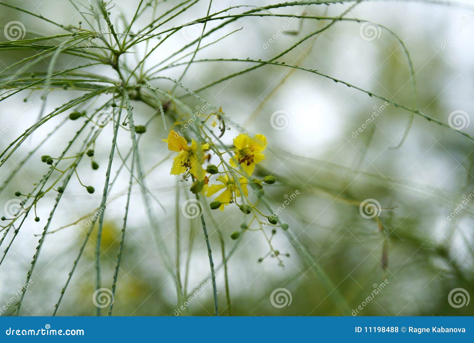 Tree with Thin Leaves and Yellow Blossoms Stock Photo Image of branch