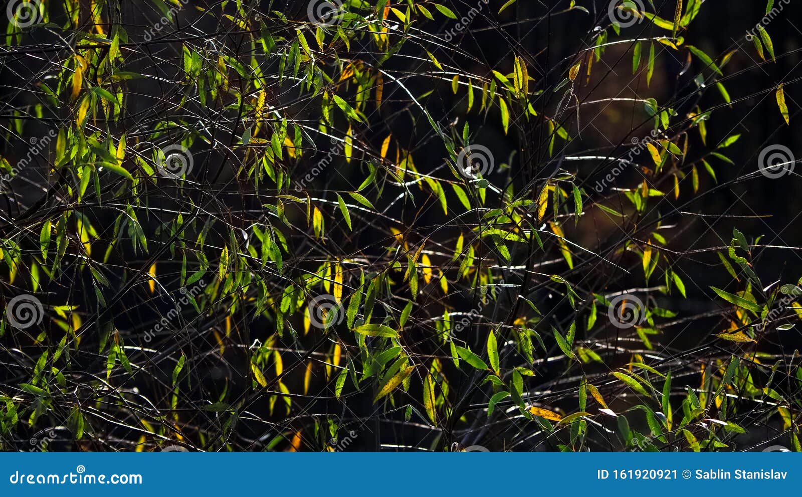 Tree with Thinning Leaves in Autumn. Stock Image Image of grass