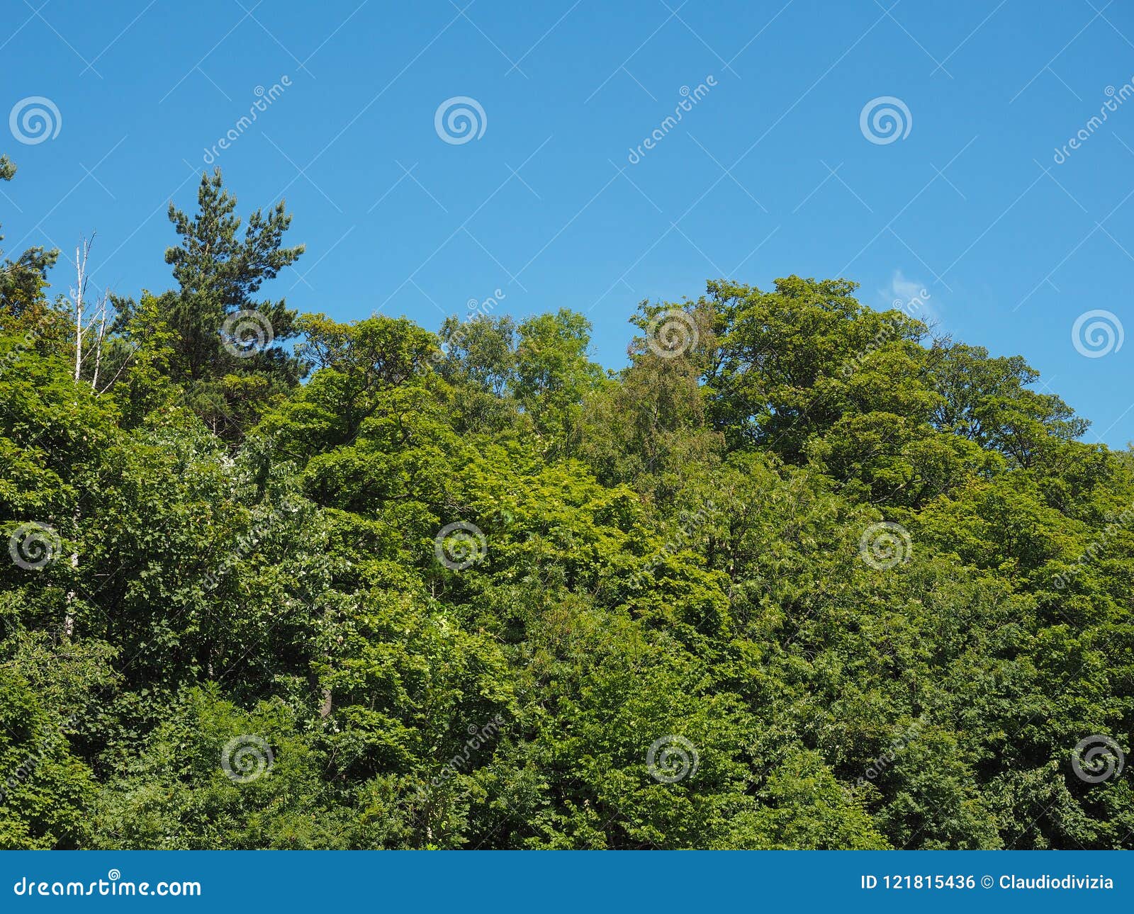 Tree top background stock photo. Image of background 121815436