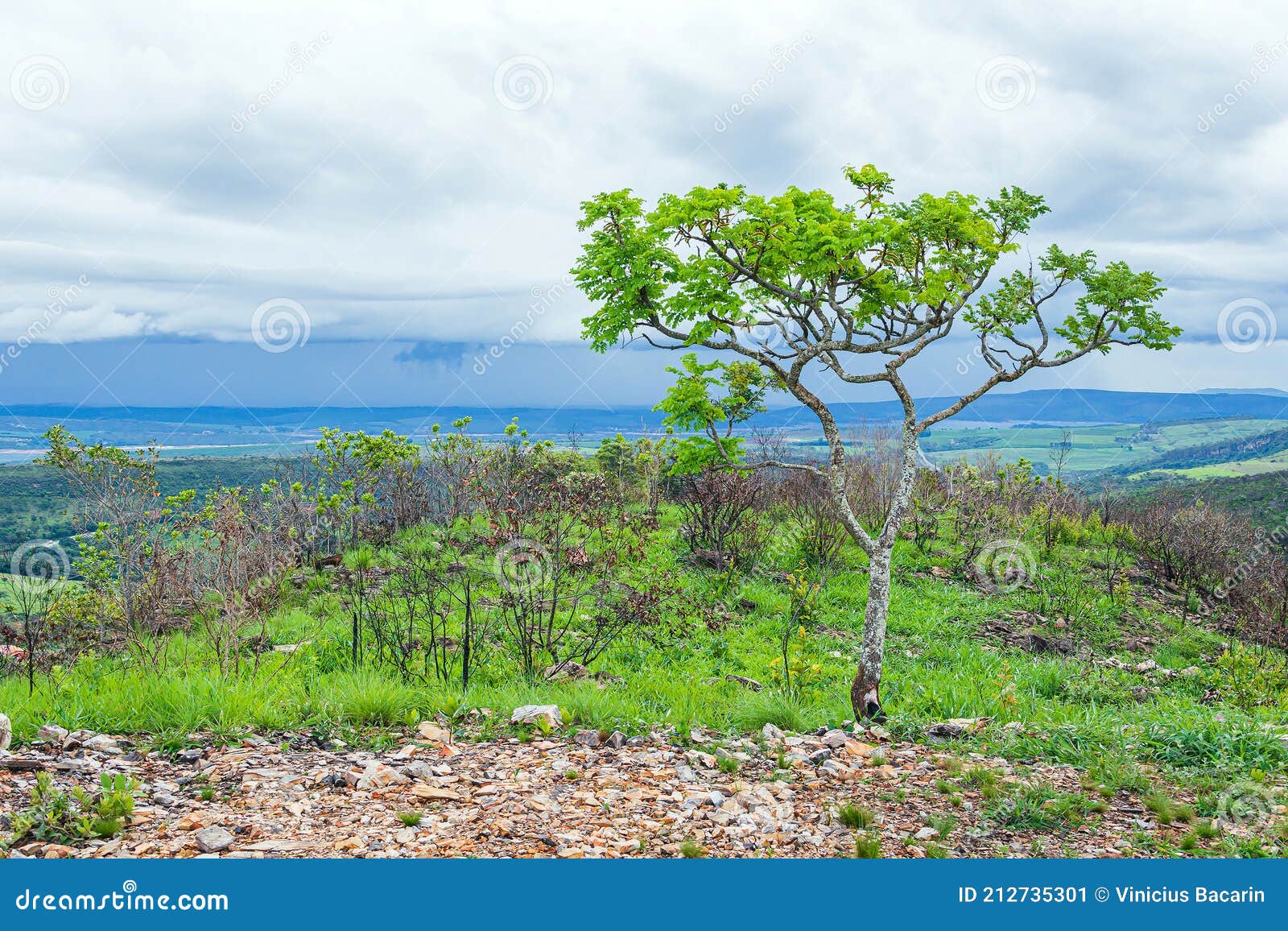 tree on top of a hill of the cerrado mineiro
