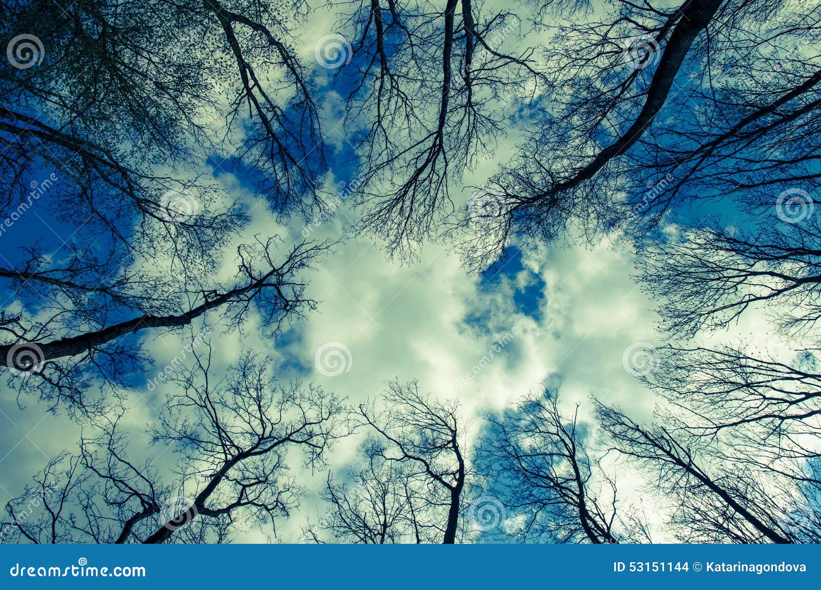 Tree-top and sky stock photo. Image of spring, nature - 53151144