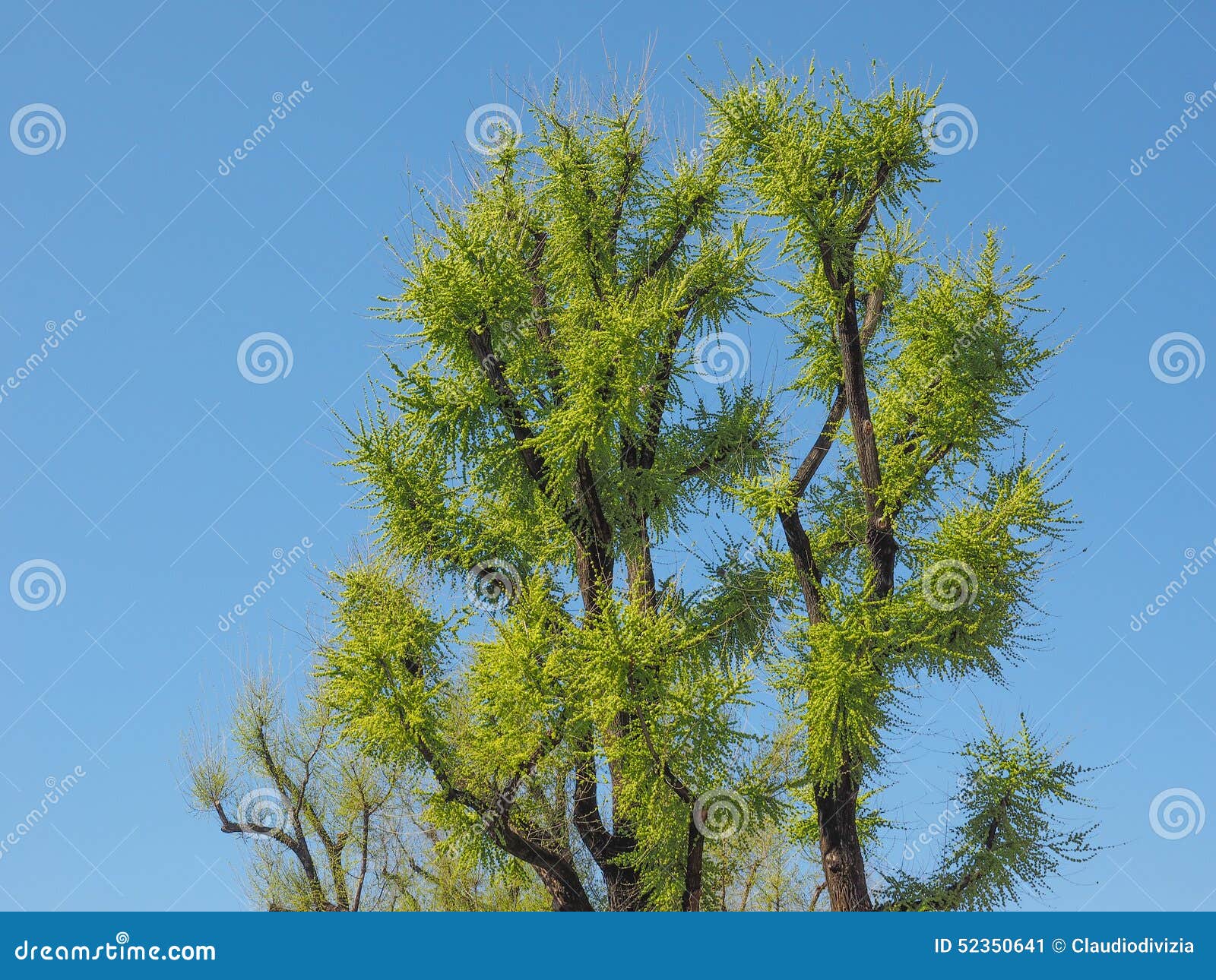 Tree top stock image. Image of background, nature, tree 52350641