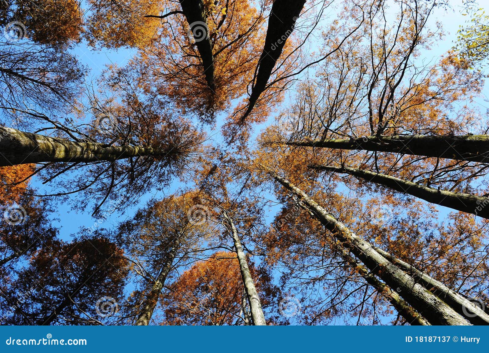 Tree tops in autumn stock image. Image of forest, tall - 18187137