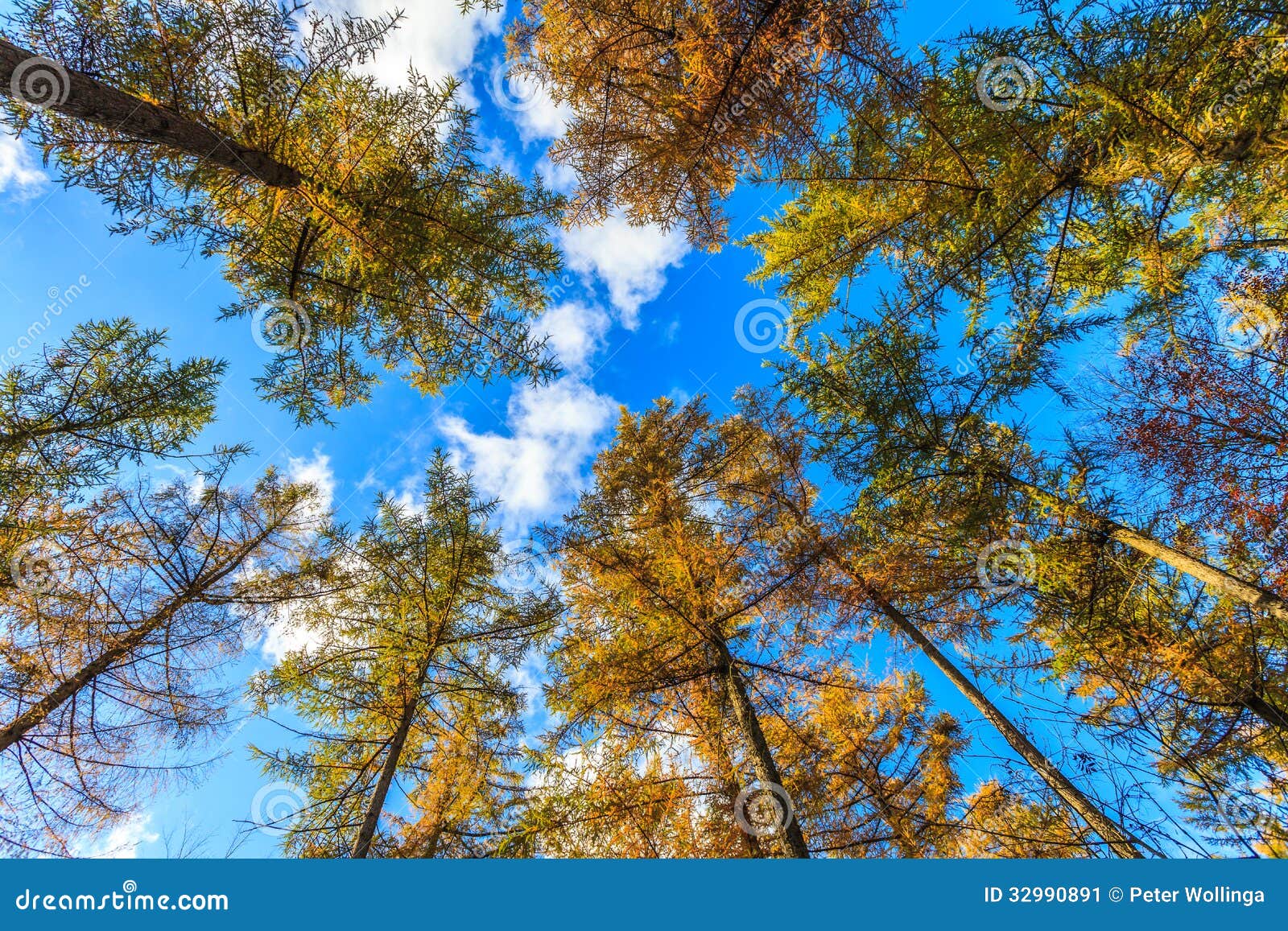 Tree Tops in a Forest in Autumn Stock Image - Image of blue, november