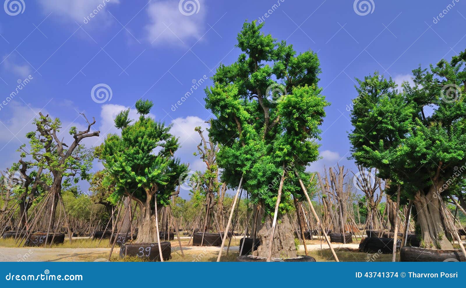 Mature tree transplanting