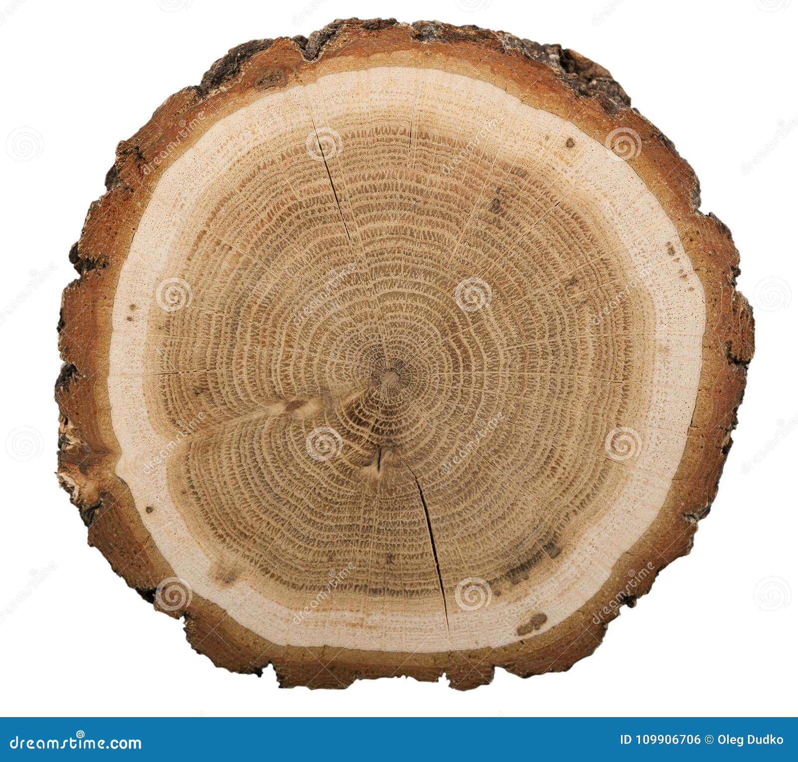 How tree rings help date archaeological sites