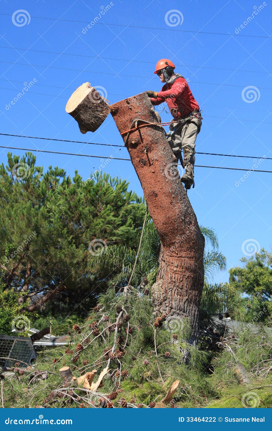 Tree Trimmer Cutting Down Pine Tree Stock Photo Image of climbed