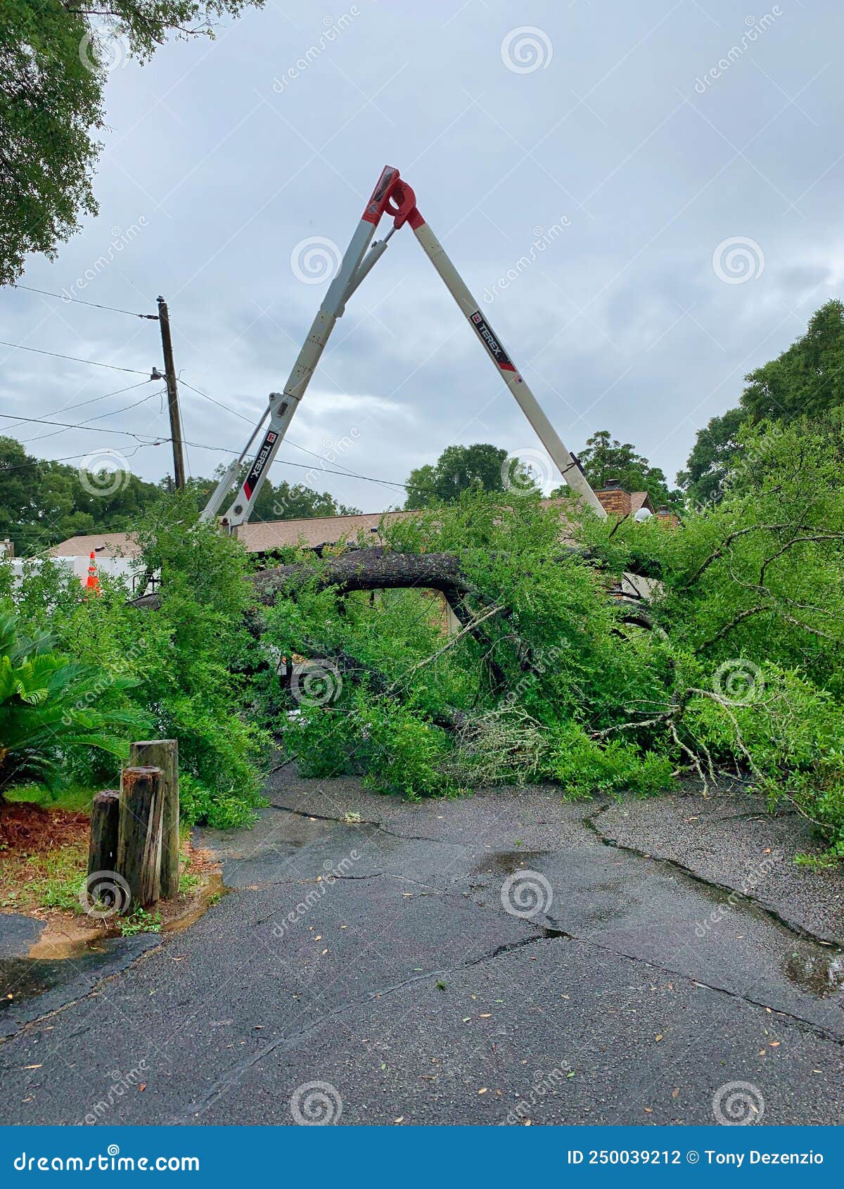 Tree Trimmers and Fallen Tree Stock Photo Image of florida, removal