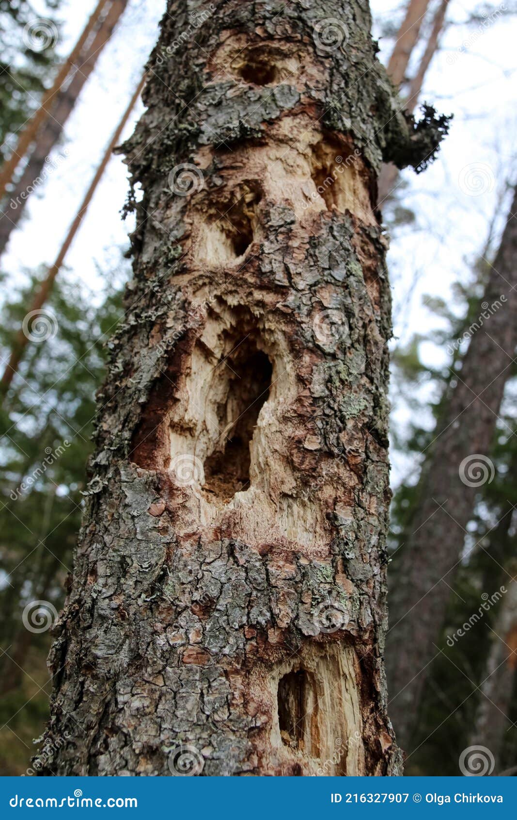 a woodpecker`s feeder in the forest