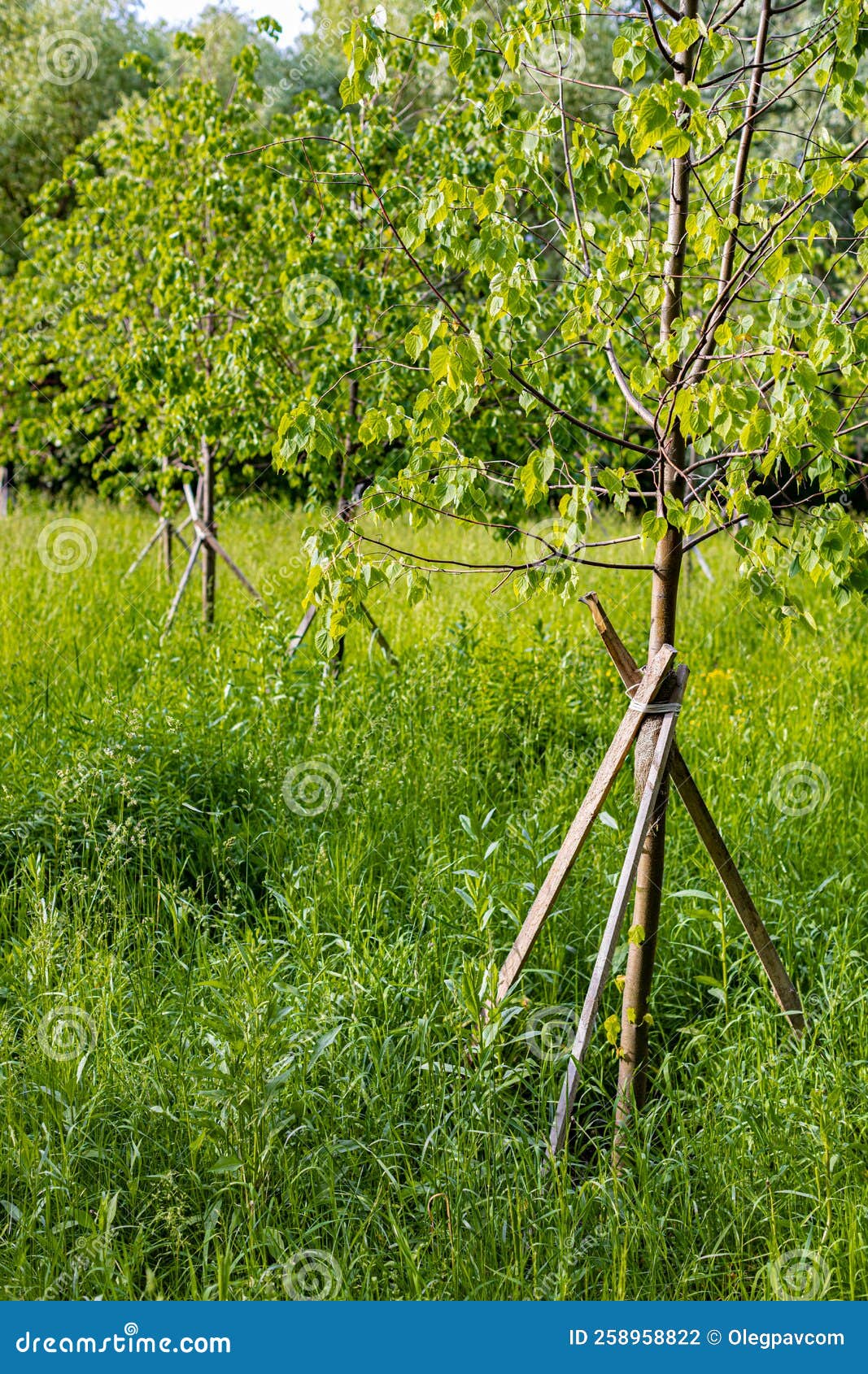 Tree Trunk Bolstered with a Stick in the Park Stock Photo Image of