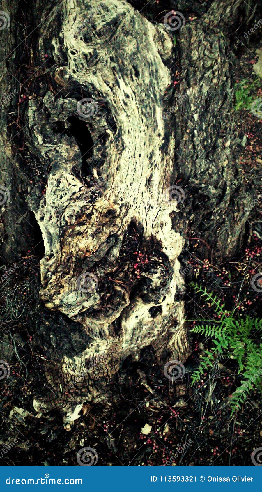 Tree trunk stock image. Image of green, tree, trunk - 113593321