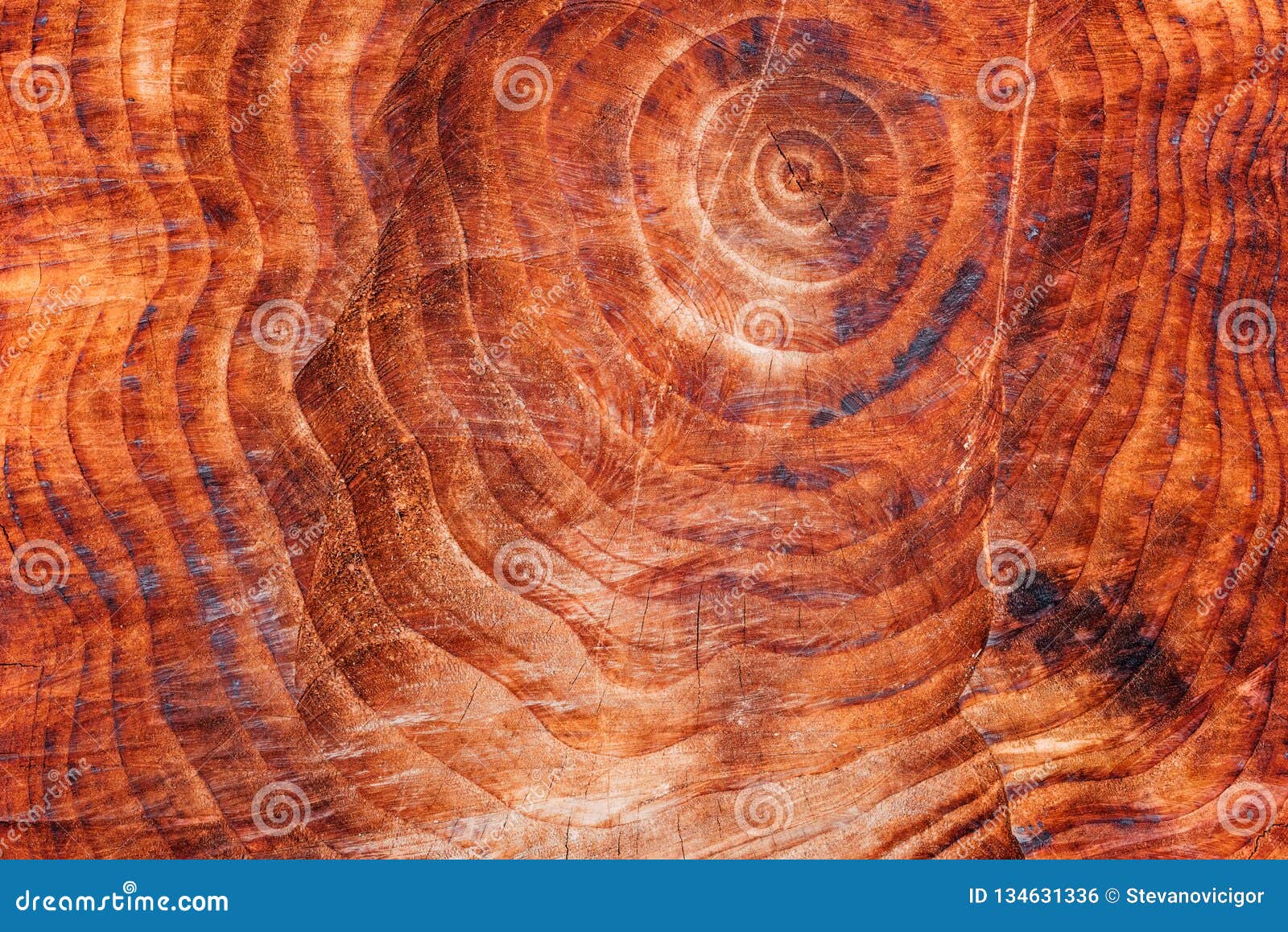 Tree Trunk Cross Section Pattern Texture Stock Photo Image of rings