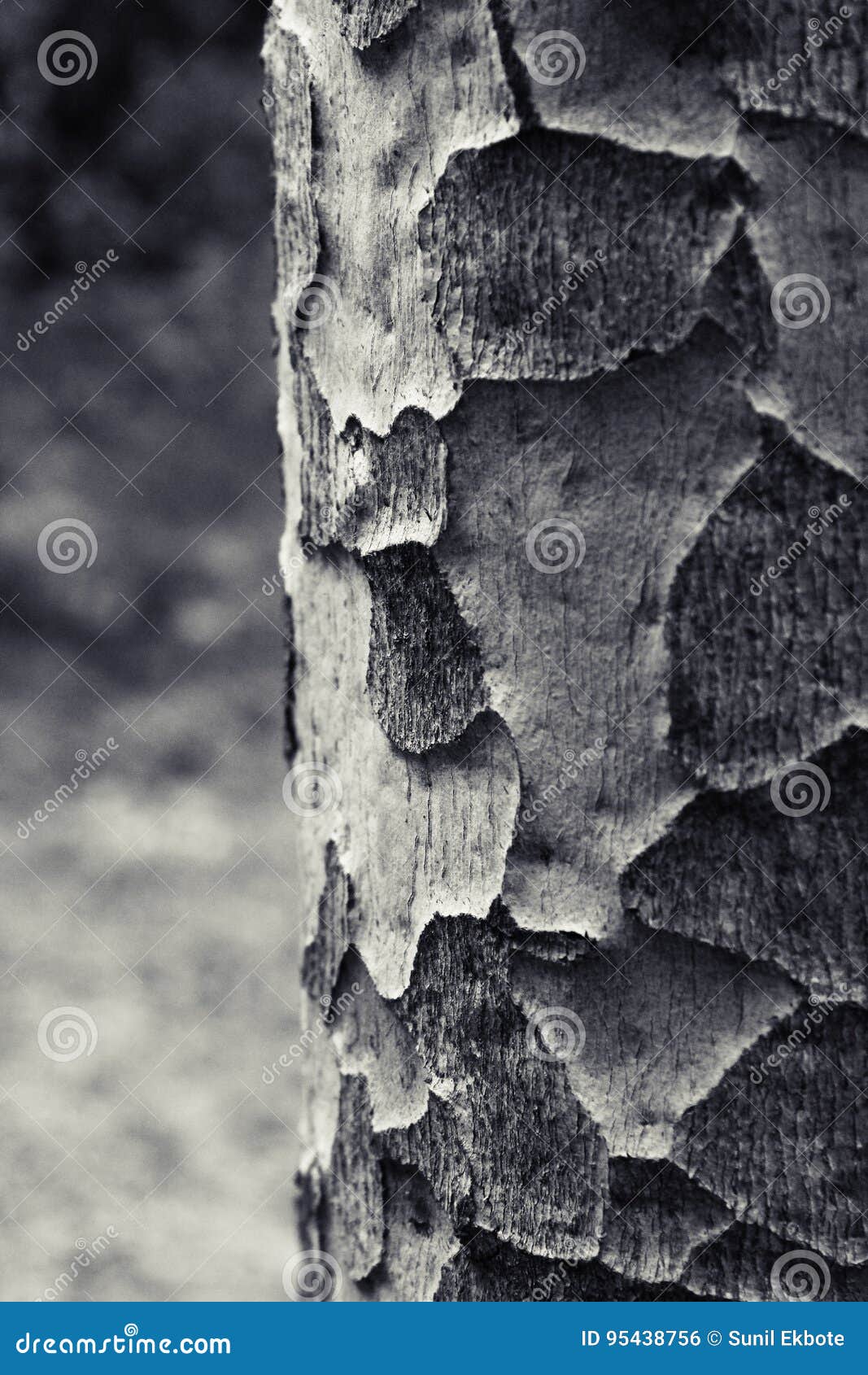 Tree trunk stock photo. Image of monochrome, black, trunk 95438756