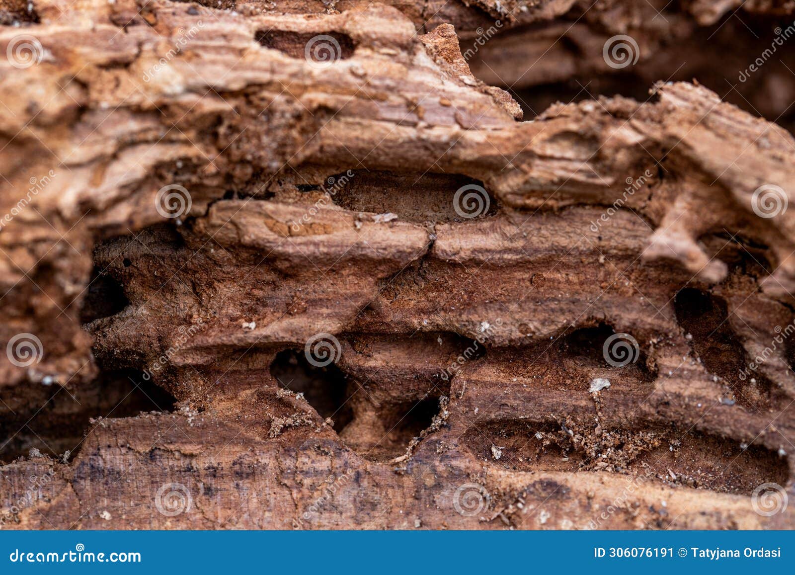 tree trunk eaten by insects. natural old tree texture