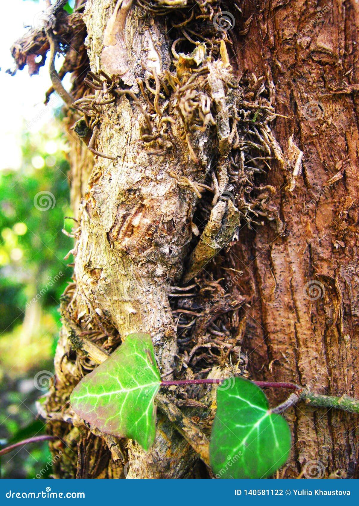 Tree Trunk Entwined with Ivy Vines in the Garden Stock Photo - Image of ...