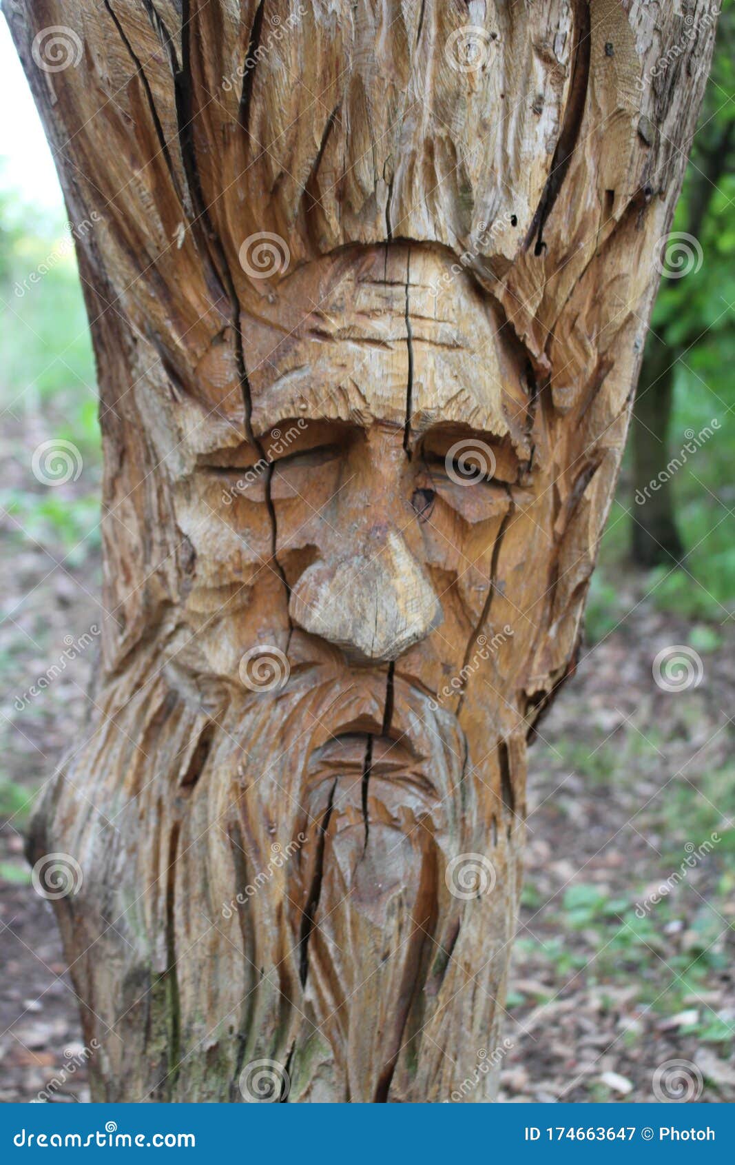 Tree Face Art Of A Grumpy Old Man Stock Image Image of treetrunk