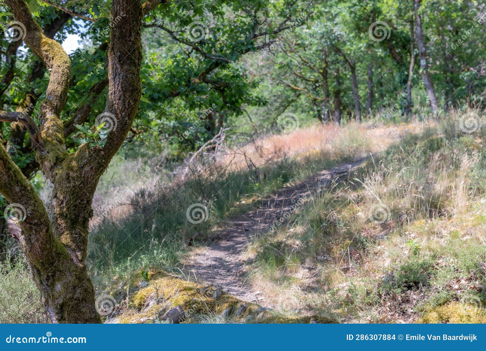 tree trunk framing a narrow empty hiking trail between dry wild grass on hill