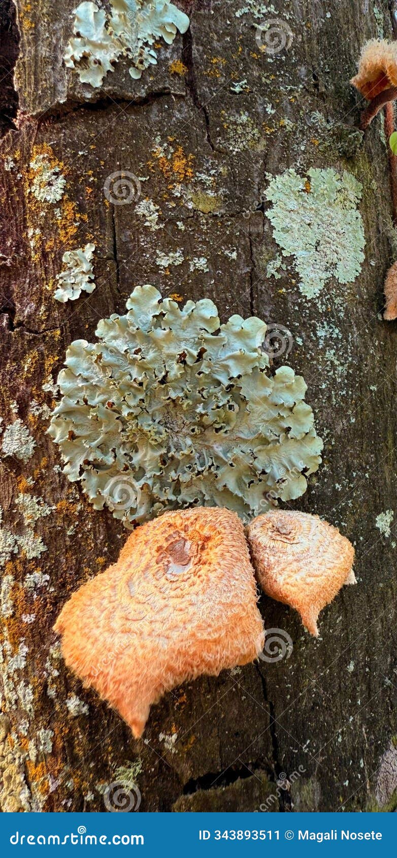 tree trunk with fungi and textures