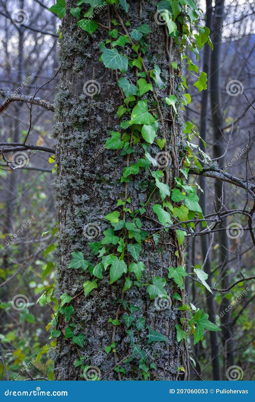 tree trunk with green leaves creeper 25063202 PNG