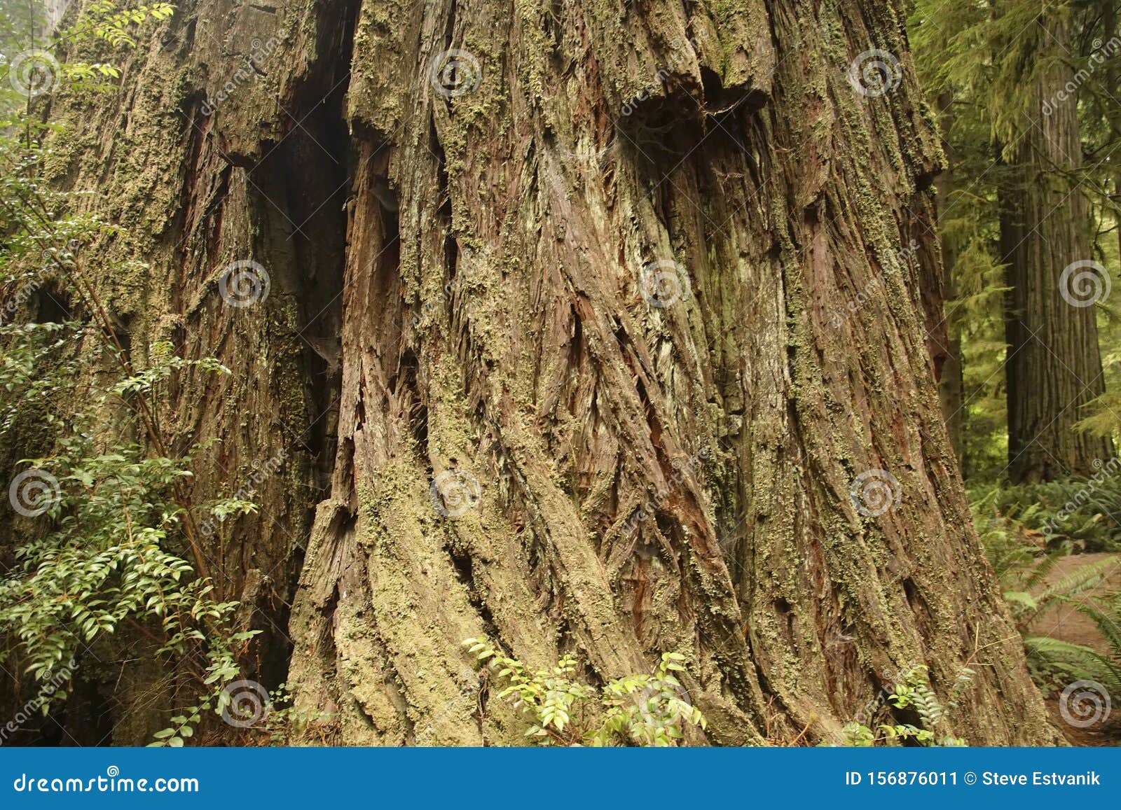 tree trunk in redwood forest