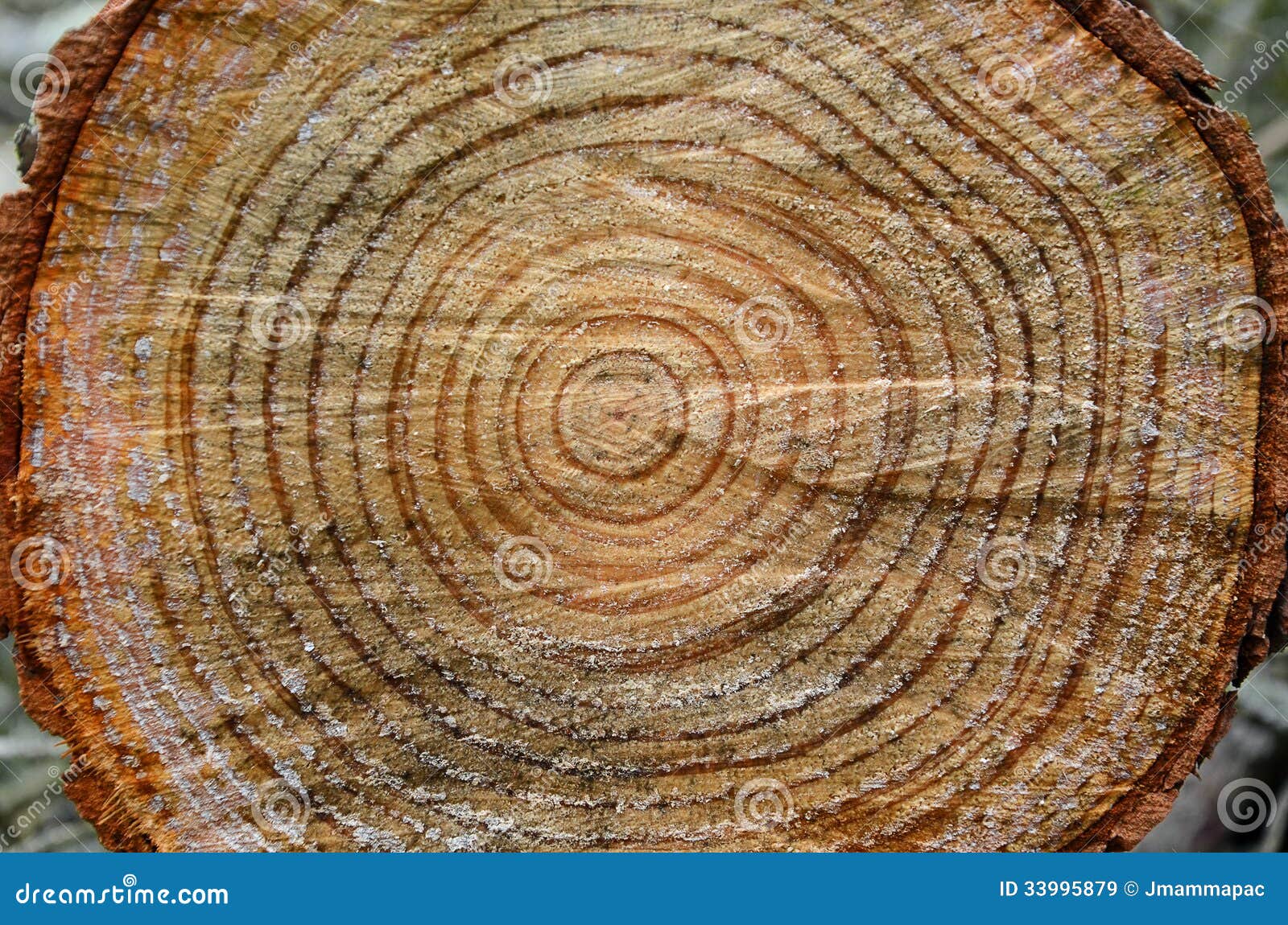 Cross Section Of Tree Trunk Showing Growth Rings Royalty Free SVG,  Cliparts, Vectors, and Stock Illustration. Image 8350896.