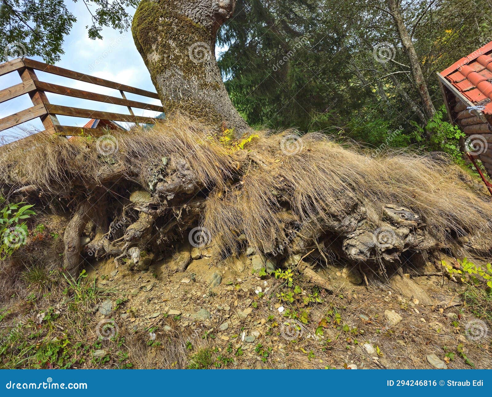 tree trunk and roots at plaiul foii