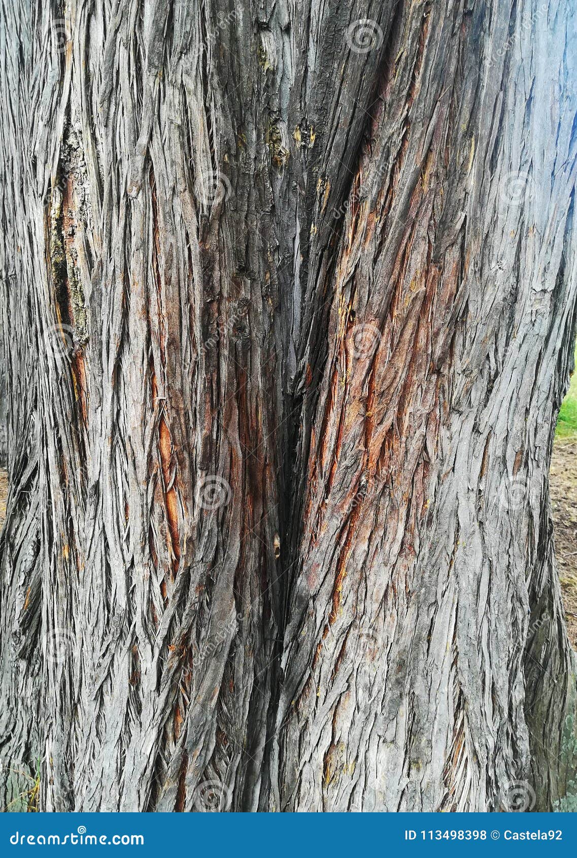 tree trunk texture wood