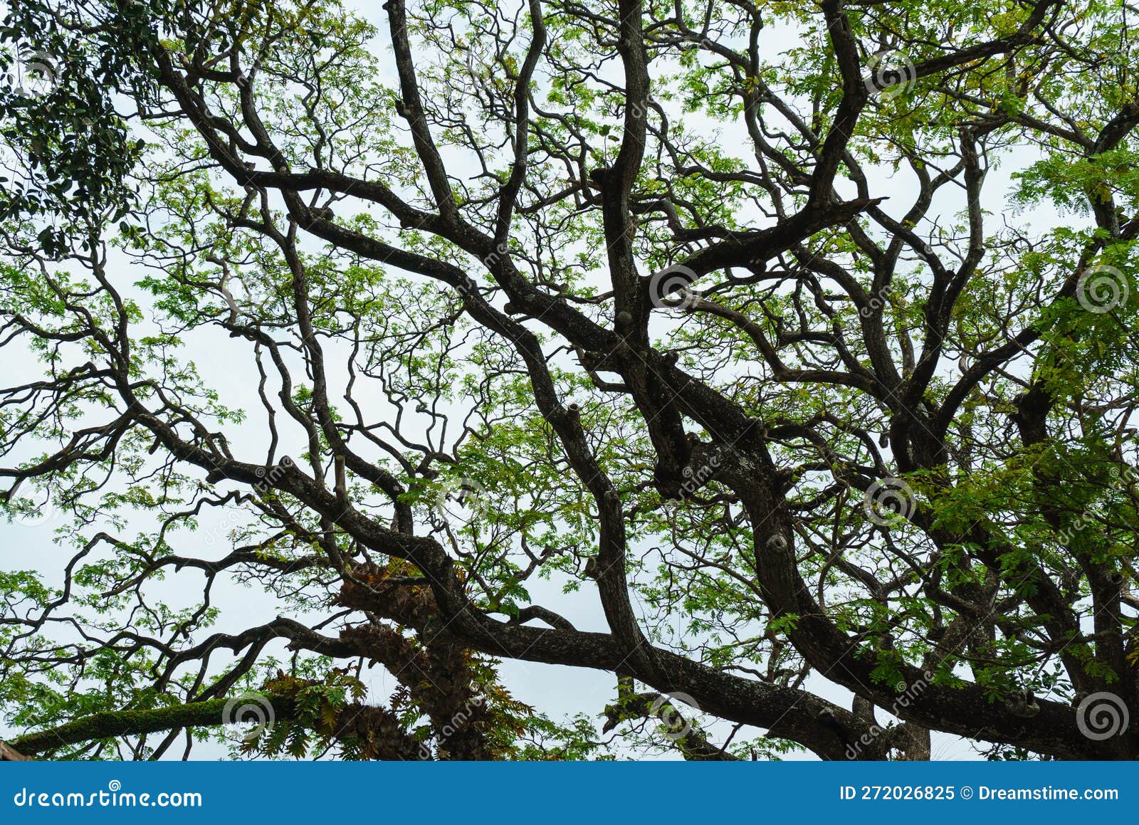 Tree Trunks and Branches with Green Leaves Stock Image Image of green