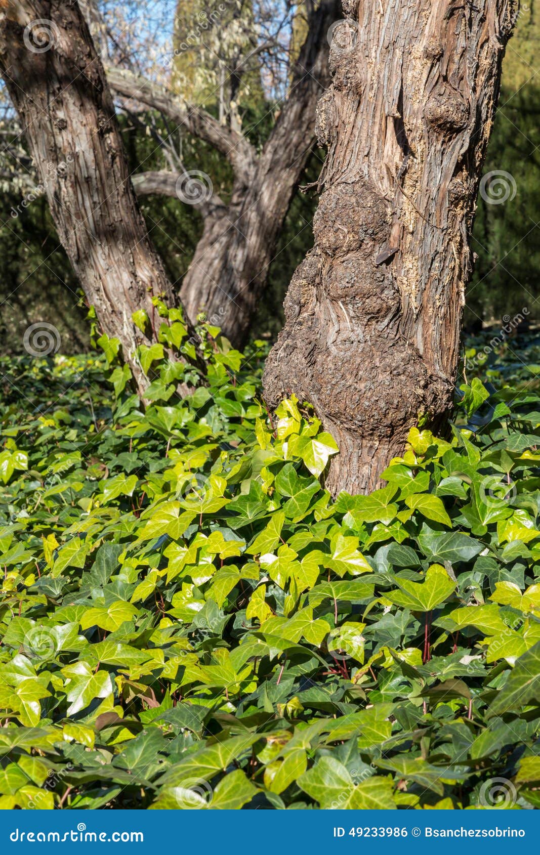 Tree trunks and leaves stock photo. Image of garden, botany 49233986