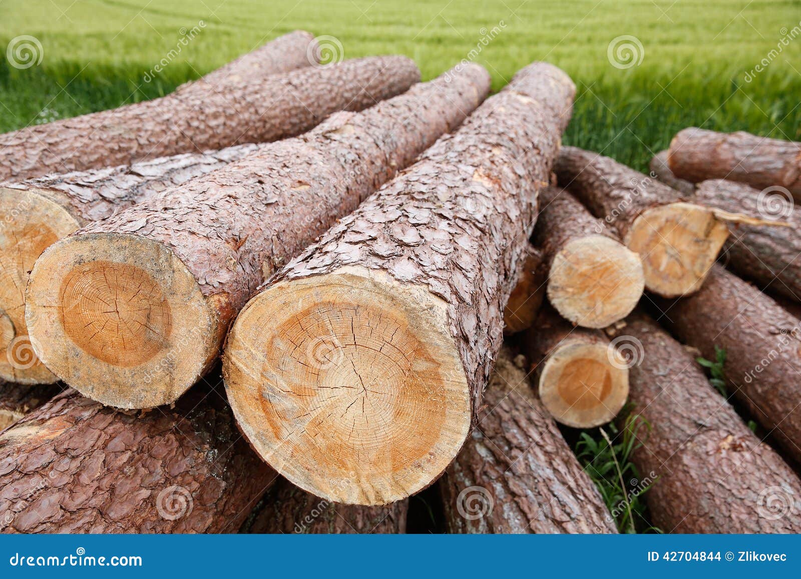 tree trunks lying in a green field