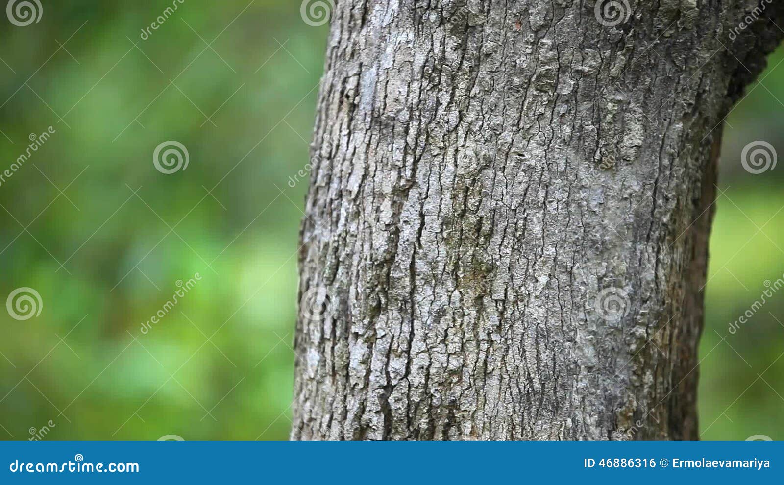 Tree Trunks In Nature Blurred Background HD Stock Footage