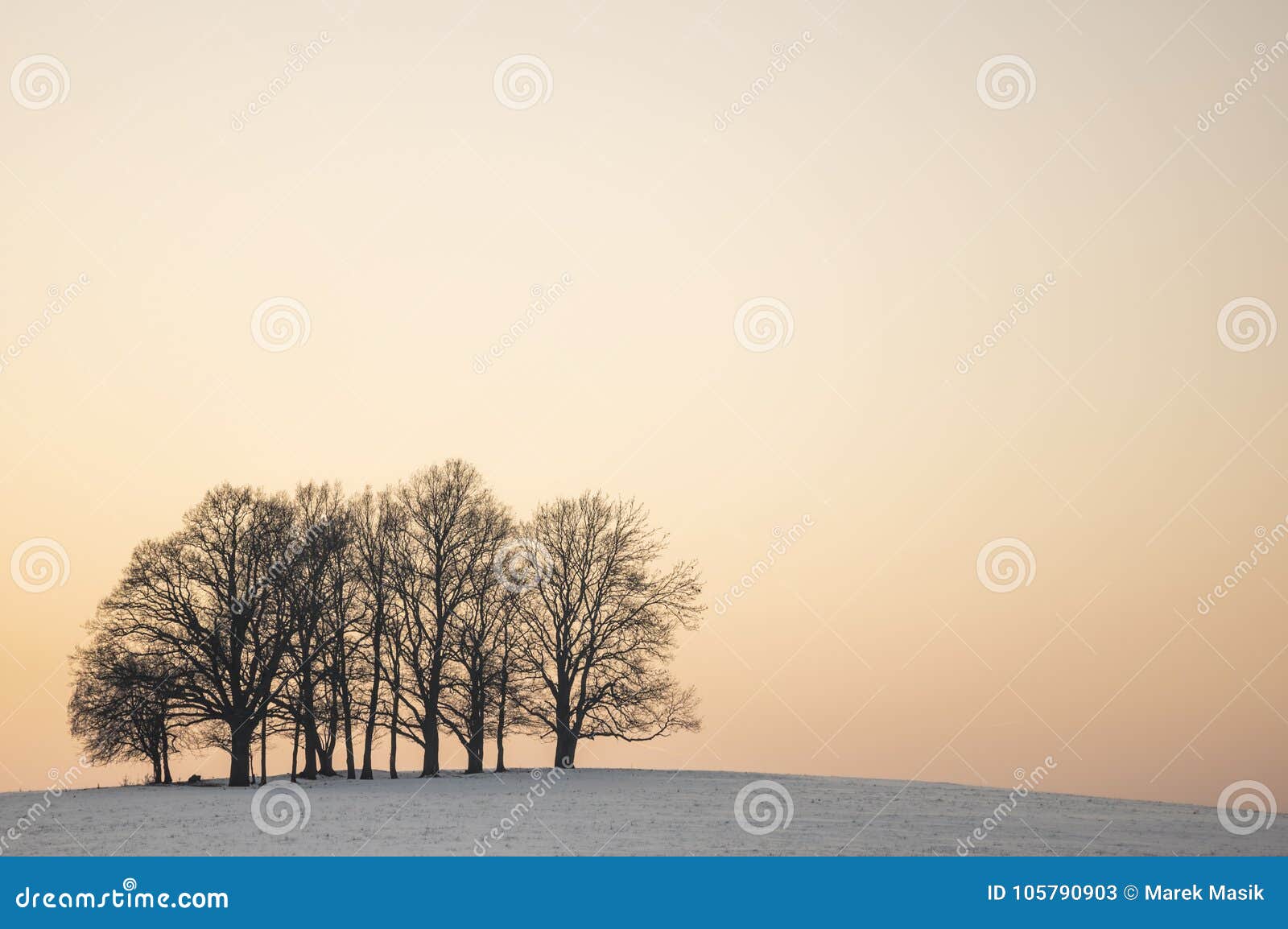tree trunks at the top of a hill at sunset