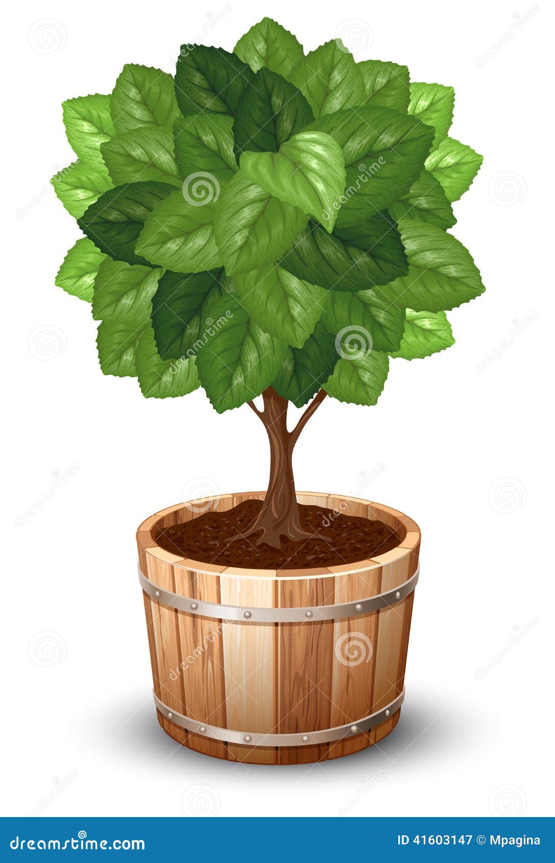 Tree in tub stock vector. Illustration of asia, agriculture 41603147