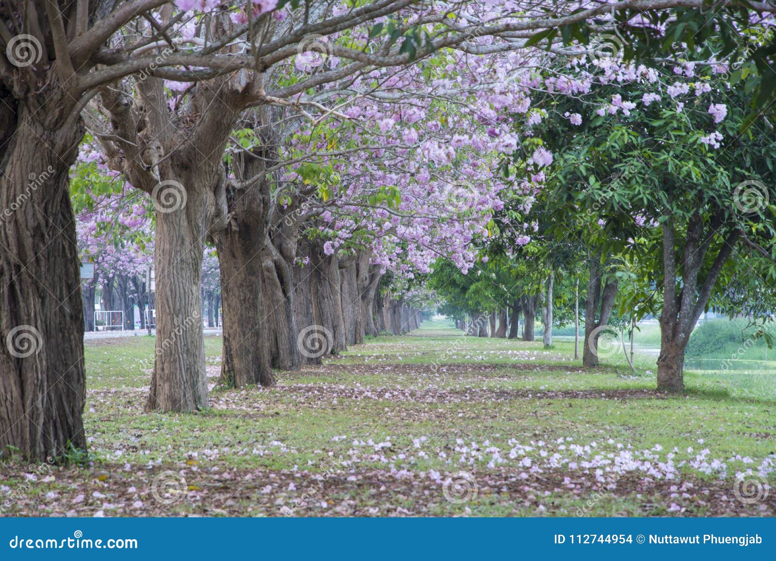 tree tunnel, the romantic tunnel of pink flower trees.