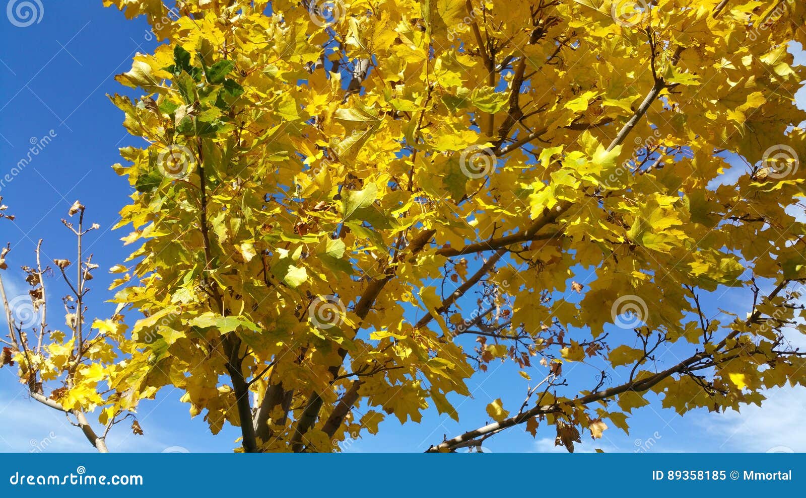 pomello tree leaves turning yellow and falling off