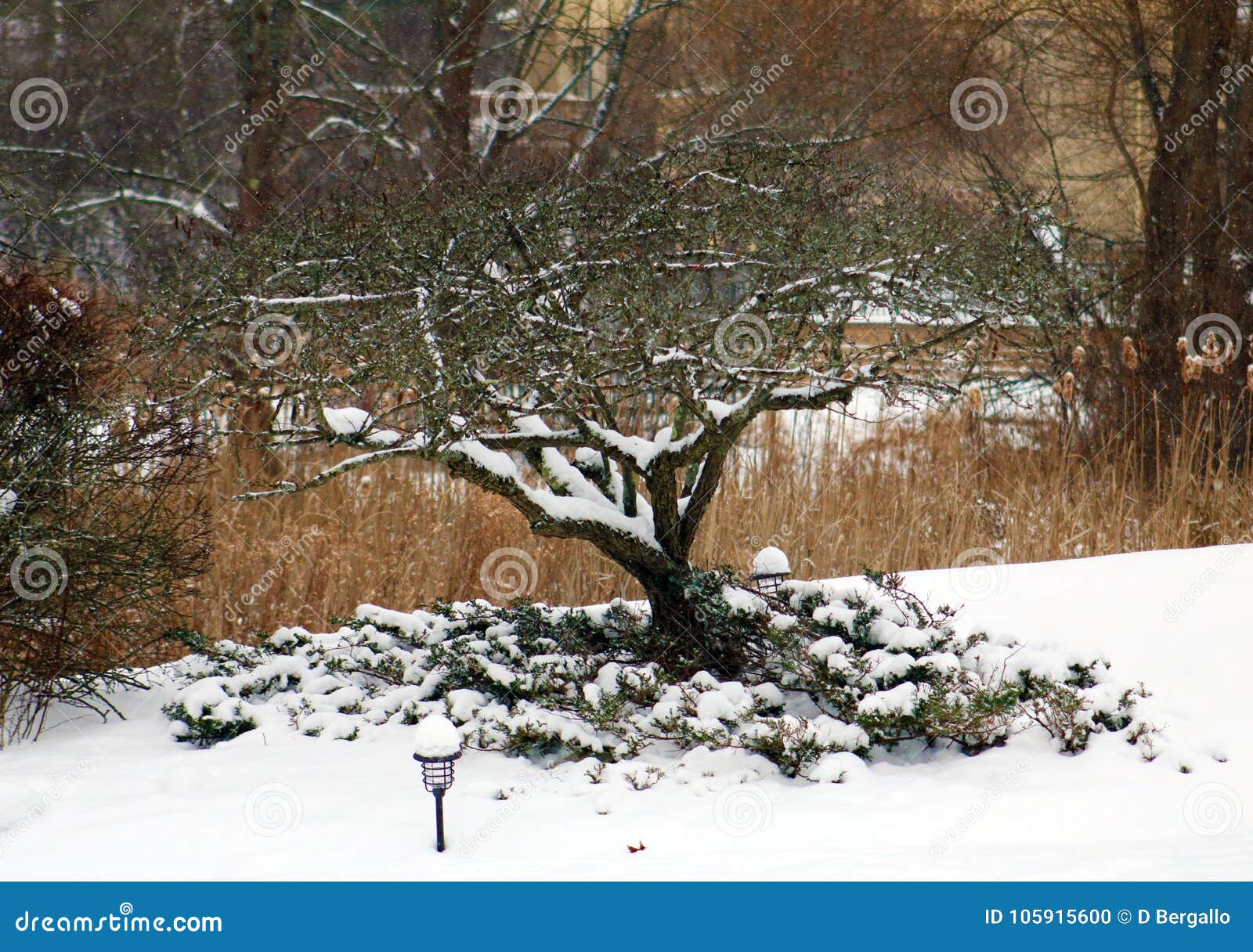 tree under white snow during winter in michigan