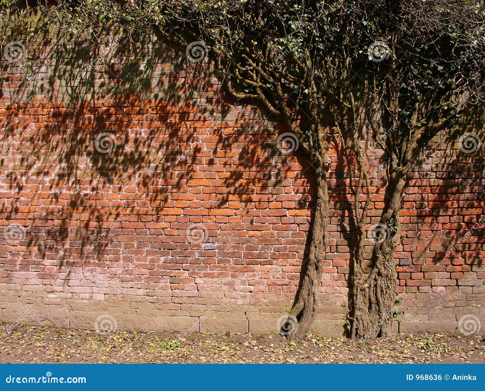 Tree in the Wall stock photo. Image of grass, cast, tree 968636