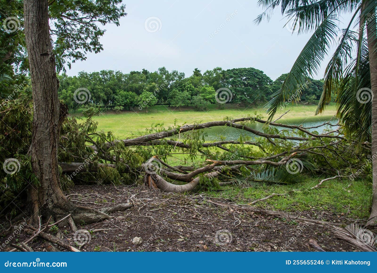 the tree was destroyed by the storm`s intensity