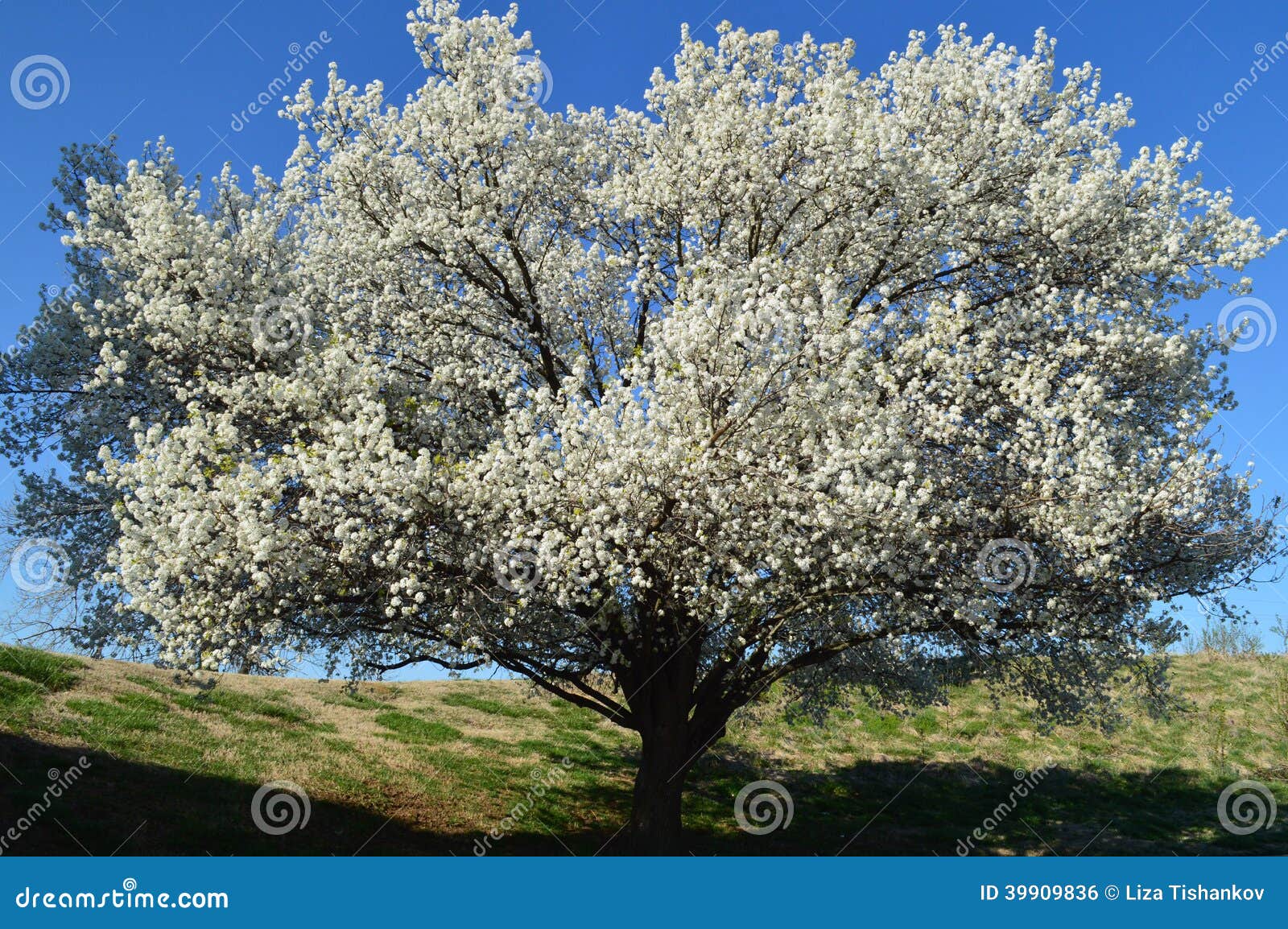 Tree with white blossom stock photo. Image of white, blue 39909836