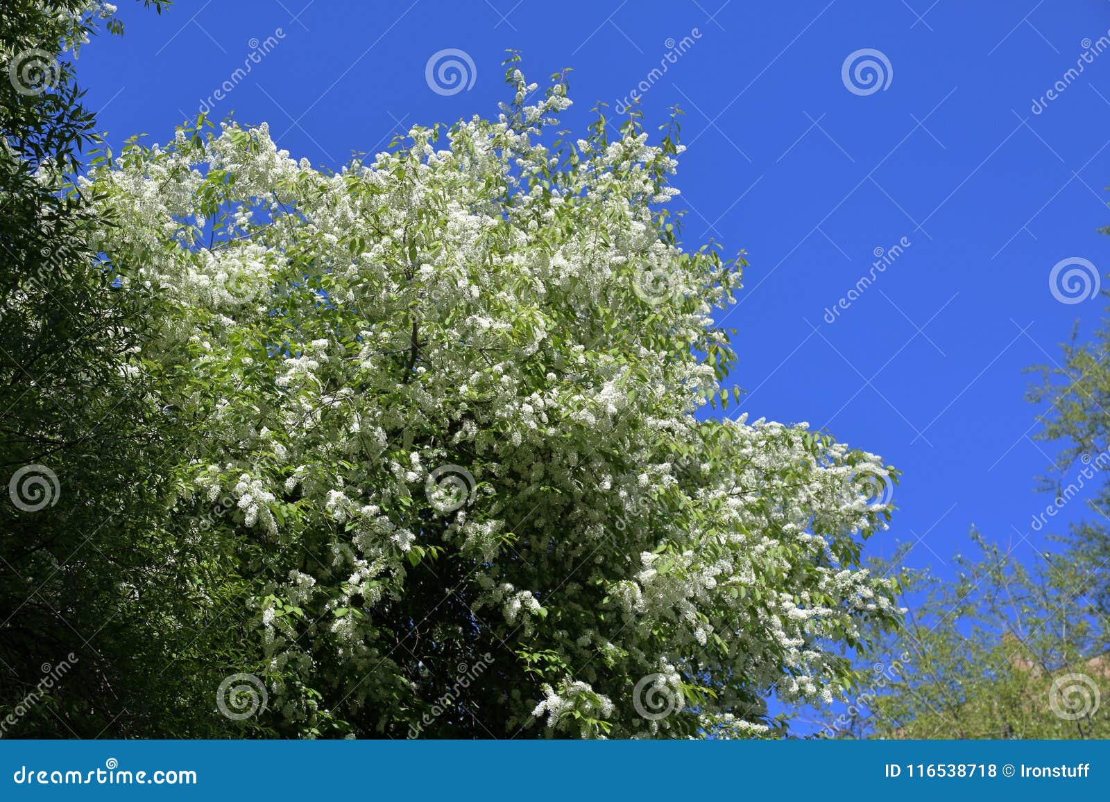 Tree with white flowers stock photo. Image of colorful 116538718