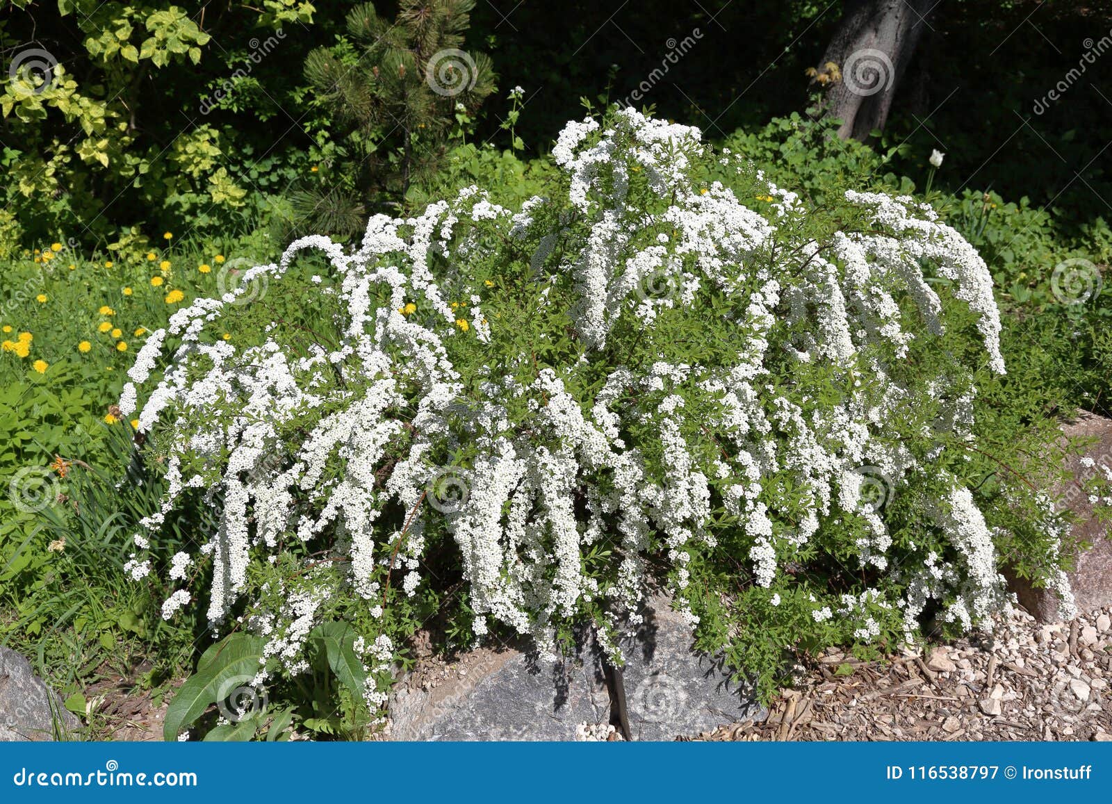 Tree with white flowers stock image. Image of blossom 116538797