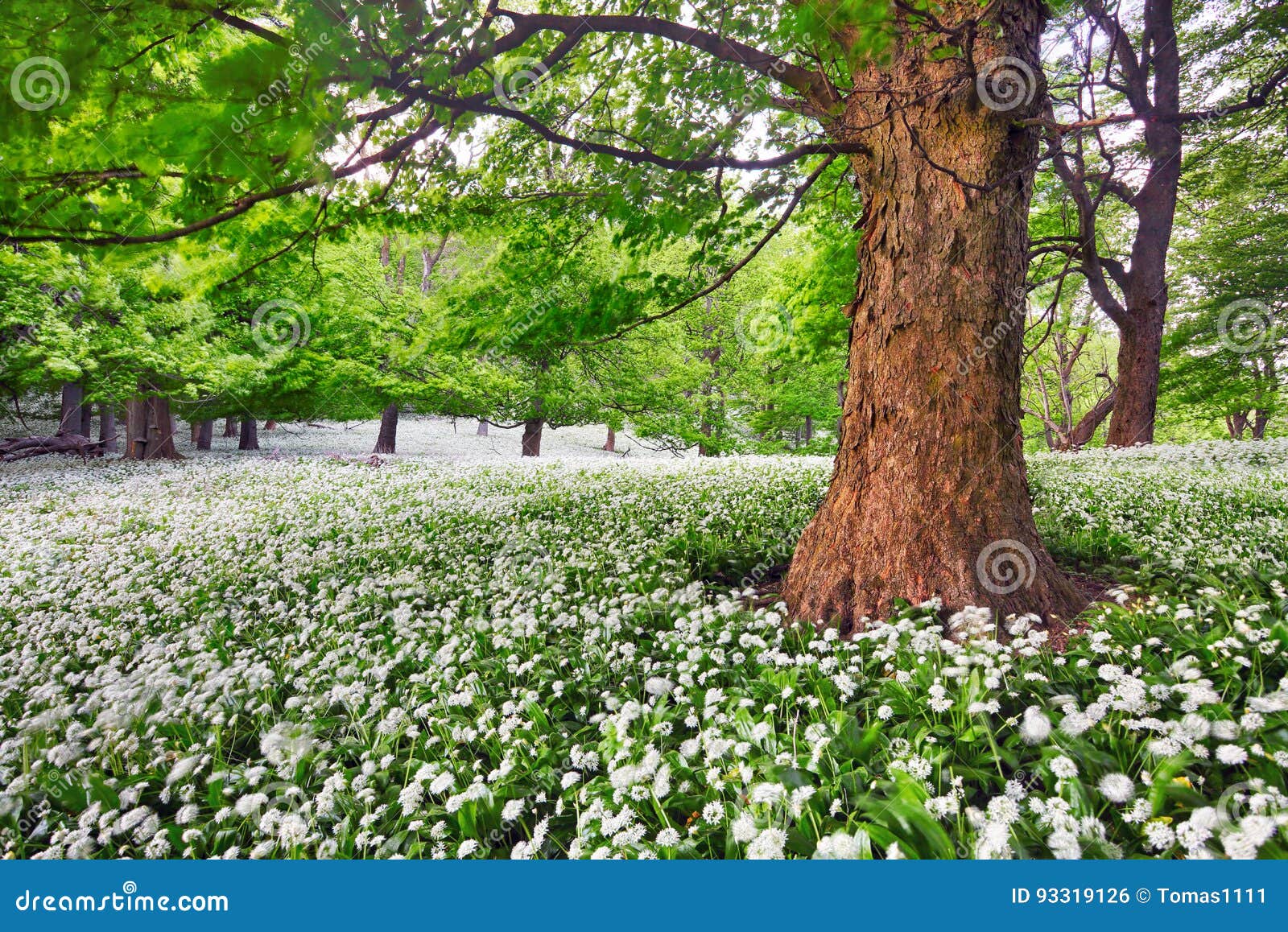 Tree in White Flowers Meadow, Beauty Forest Landscape Stock Photo