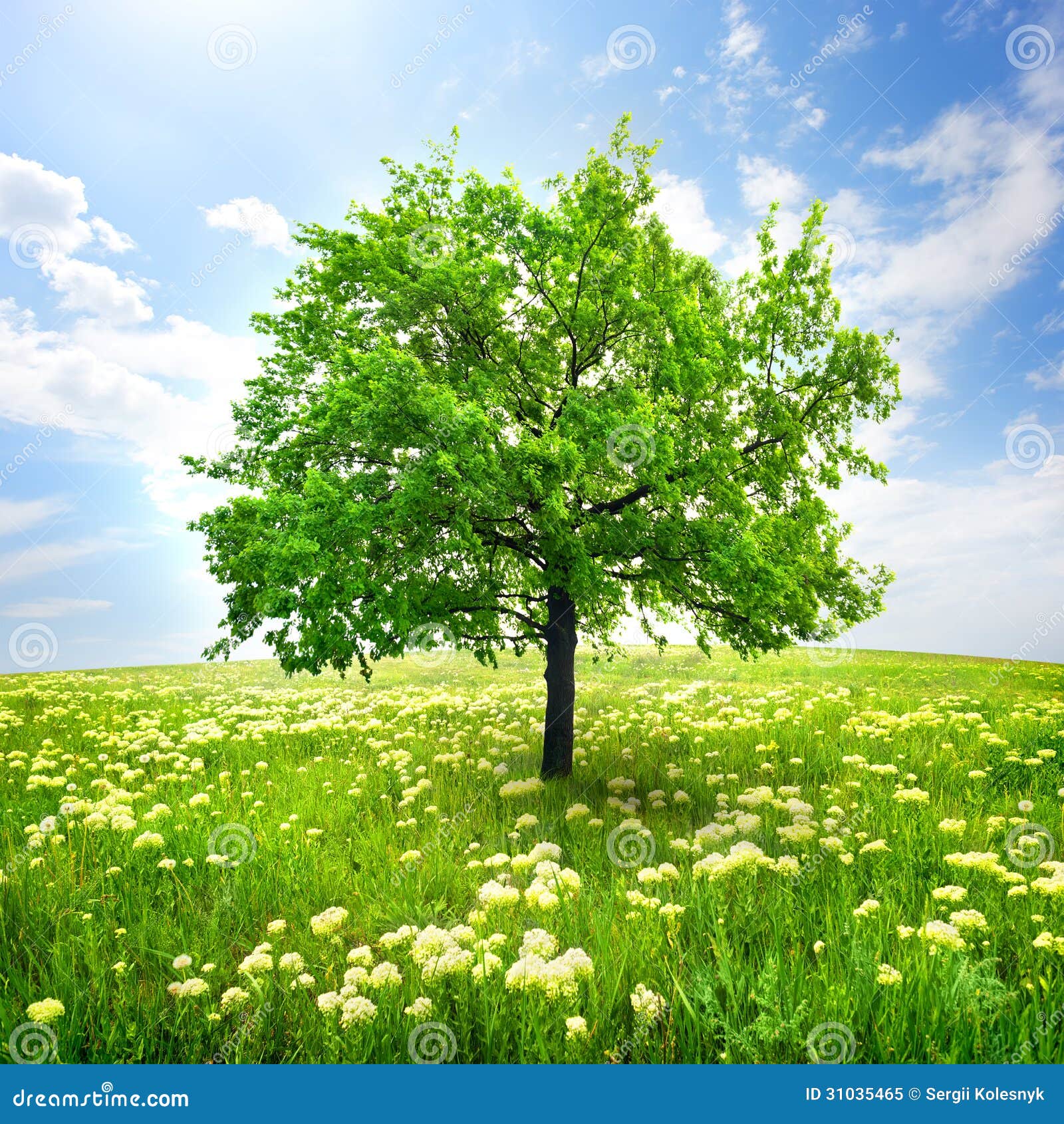 Tree and wild flowers stock image. Image of space, beautiful - 31035465